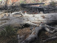 Three Towhees on a Log by Bill Walcott
