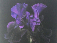 Purple Iris by Diane Masek-Blow