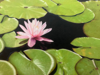 Waterlily by Diane Masek-Blow