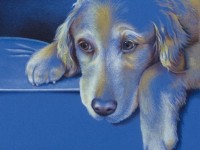 Blue Yellow Dog by Sheila Theodoratos