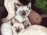 We-Are-Siamese-by-Adrienne