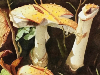 Mr. Toads Broken Chair by Diane Masek-Blow