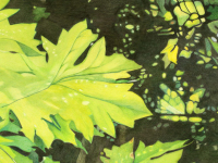 Sunset Maple Leaves by Eleanor Doermann