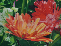 Gerbera Dance by Elizabeth Kincaid
