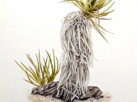 Desert Yucca by Jan Hurd