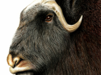 Musk Ox by Jan Hurd