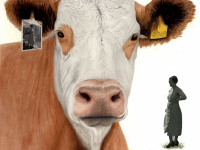 Orkney Cow by Jan Hurd