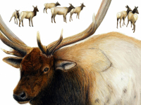 Roosevelt Elk by Jan Hurd