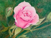 Pink by Karen L. Smith