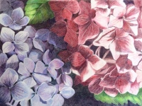 Blue and Pink Hydrangeas by Kay Dewar