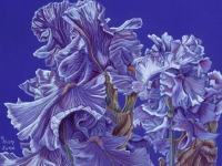 Iris Flurry by Kristy Kutch