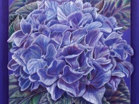 Oregon Hydrangea by Kristy Kutch