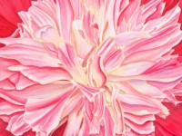 Peony Explosion by Kristy Kutch