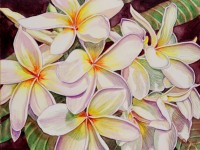 Plumeria by Kristy Kutch