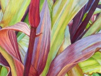 Hawaiian Bud by Linda Murray