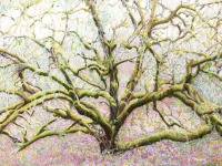 Old Walnut by Linda Murray