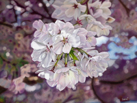 Cherry Blossoms by Lorri Lynn Dixon, CPSA