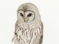 Barred-Owl by Margaret Trent