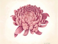 Chrysanthemum by Margaret Trent