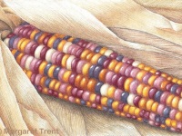 Indian Corn by Margaret Trent