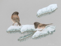 Juncos on Snowy Fir by Margaret Trent