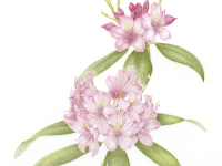 Pacific Rhododendron by Margaret Trent