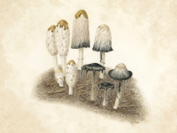 Shaggy Mane Mushrooms by Margaret Trent