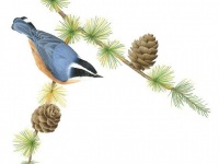 Red-breasted Nuthatch on Larch by Margaret Trent