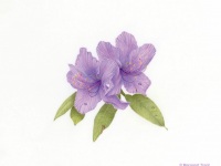 Rhody augustinii by Margaret Trent