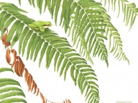 Tree Frog on Sword Fern by Margaret Trent