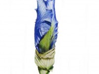 Iris No. 1 by Mary Foote