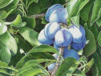 Plums by Mary Ritchie