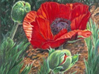 Poppy Path by Mary Ritchie