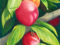 Plum Delicious by Paula Parks