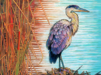 Wading for Dinner by Rhonda Dicksion, CPSA, CPX