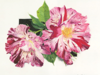 Fourth of July Rose by Ronda Gardner