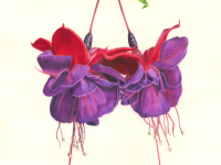 Fuschia Beauties by Rhonda Gardner