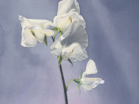 White Sweet Pea by Rhonda Gardner