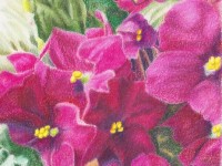 African Violet #4 by Trudy Rolla